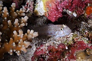 Gnatholepis cauerensis Gobie yeux barres-Maldives Bathalaa thila-25m-20240423-da-DSC_6010_tn